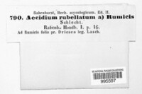 Aecidium rubellatum image